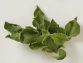 何これ！？　と盛り上がる！　おしゃれな野菜特集